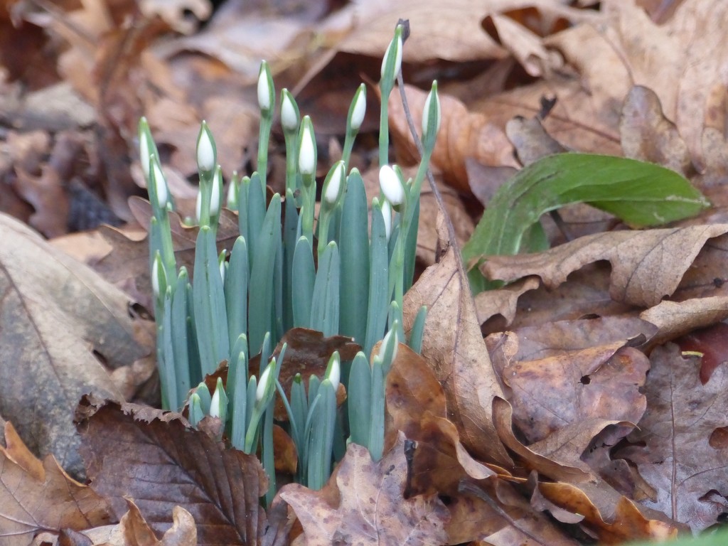 First Snowdrops by foxes37