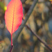 Leaf Glow by seattlite