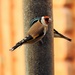   Goldfinch on Niger Seed by susiemc