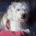 December 19: My Dog by daisymiller