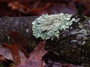 20th Dec 2018 - lichen