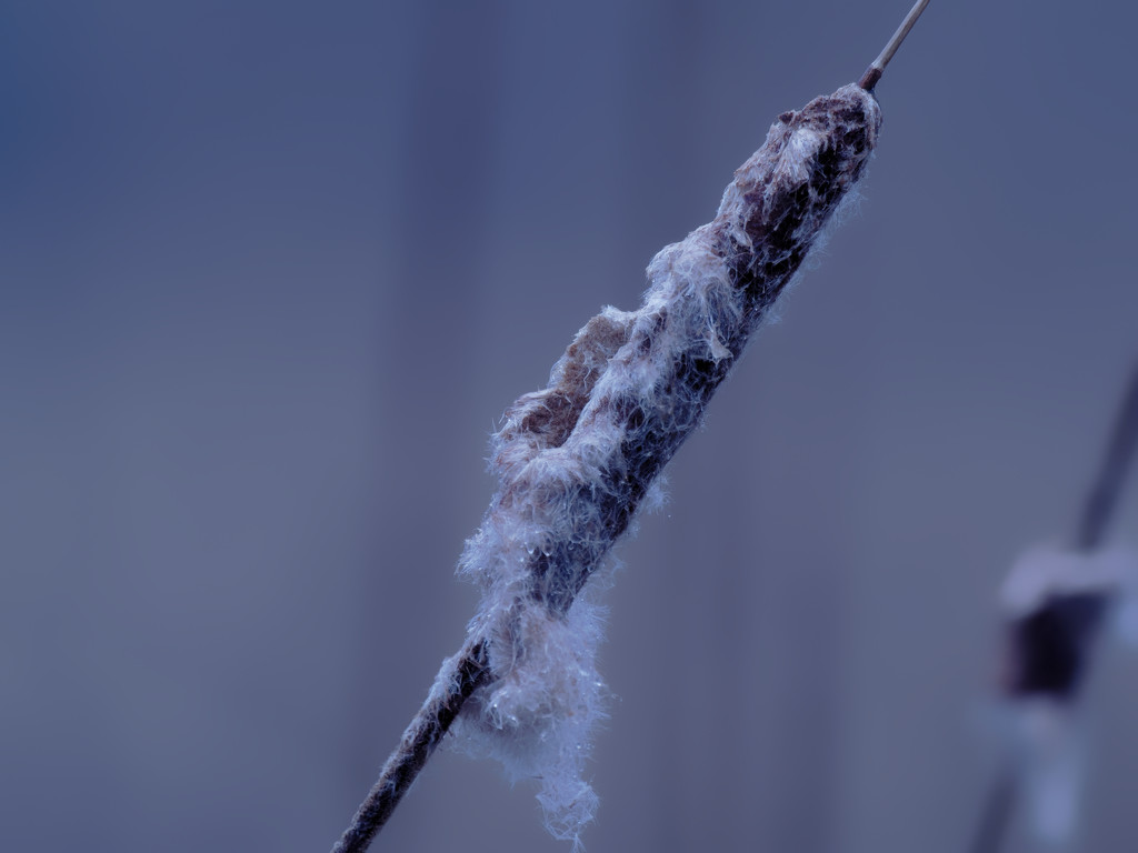 cool cattail by rminer