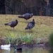 LHG_2362 Turkeys on the dam by rontu