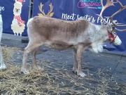 20th Dec 2018 - Reindeer