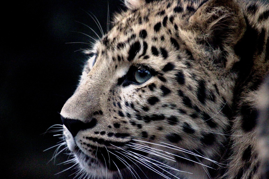 Leopard Cub Close Up  by randy23