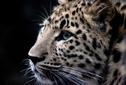 20th Dec 2018 - Leopard Cub Close Up 