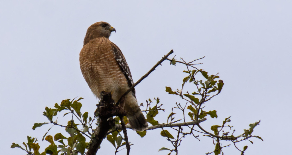 Red Shouldered Hawk Up High! by rickster549