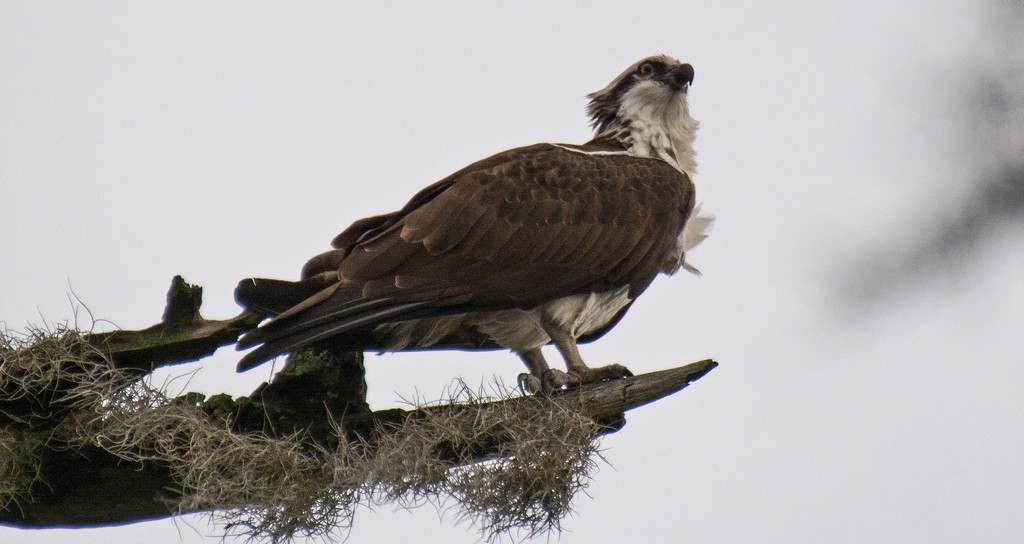 Osprey on the Perch! by rickster549
