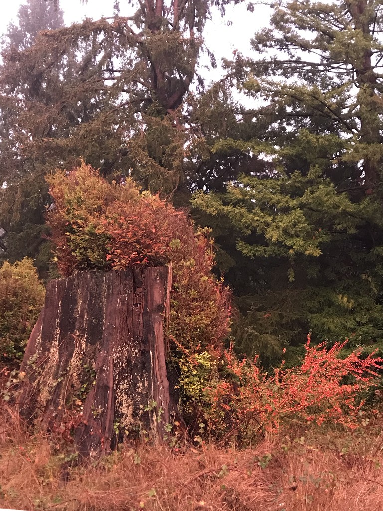 Redwood stump by pandorasecho
