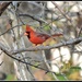 Christmas Cardinal... by soylentgreenpics