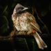red-vented bulbul by jerome