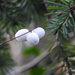 White Snowberry by seattlite