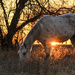 Horse and Sunrise Burst by kareenking