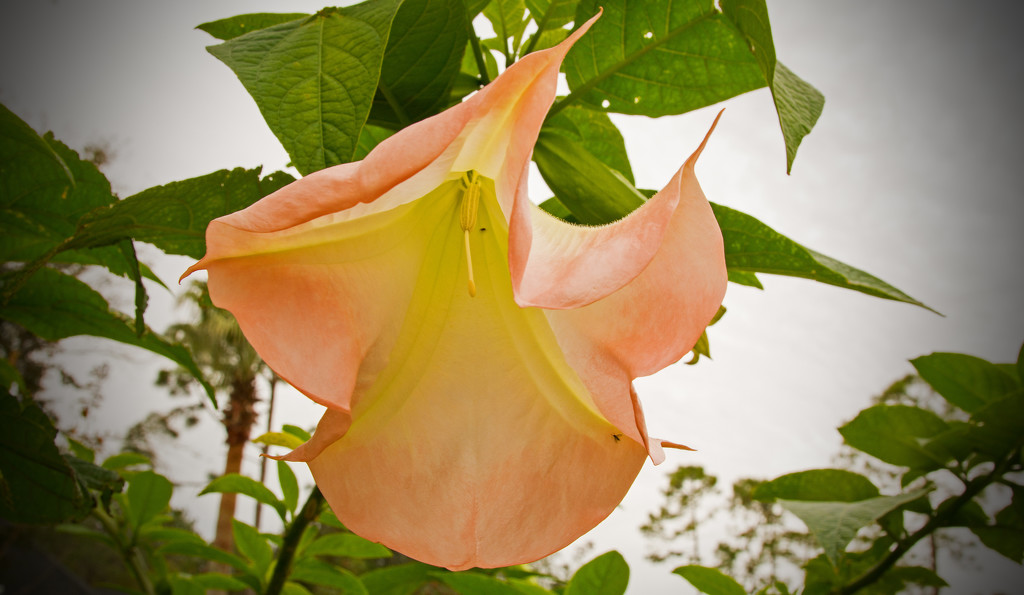 Trumpet Flower, Still in Bloom by rickster549