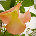 Trumpet Flower, Still in Bloom by rickster549