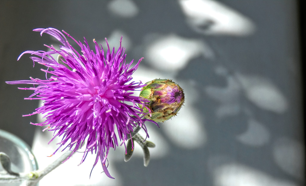 Spotted knapweed by ludwigsdiana