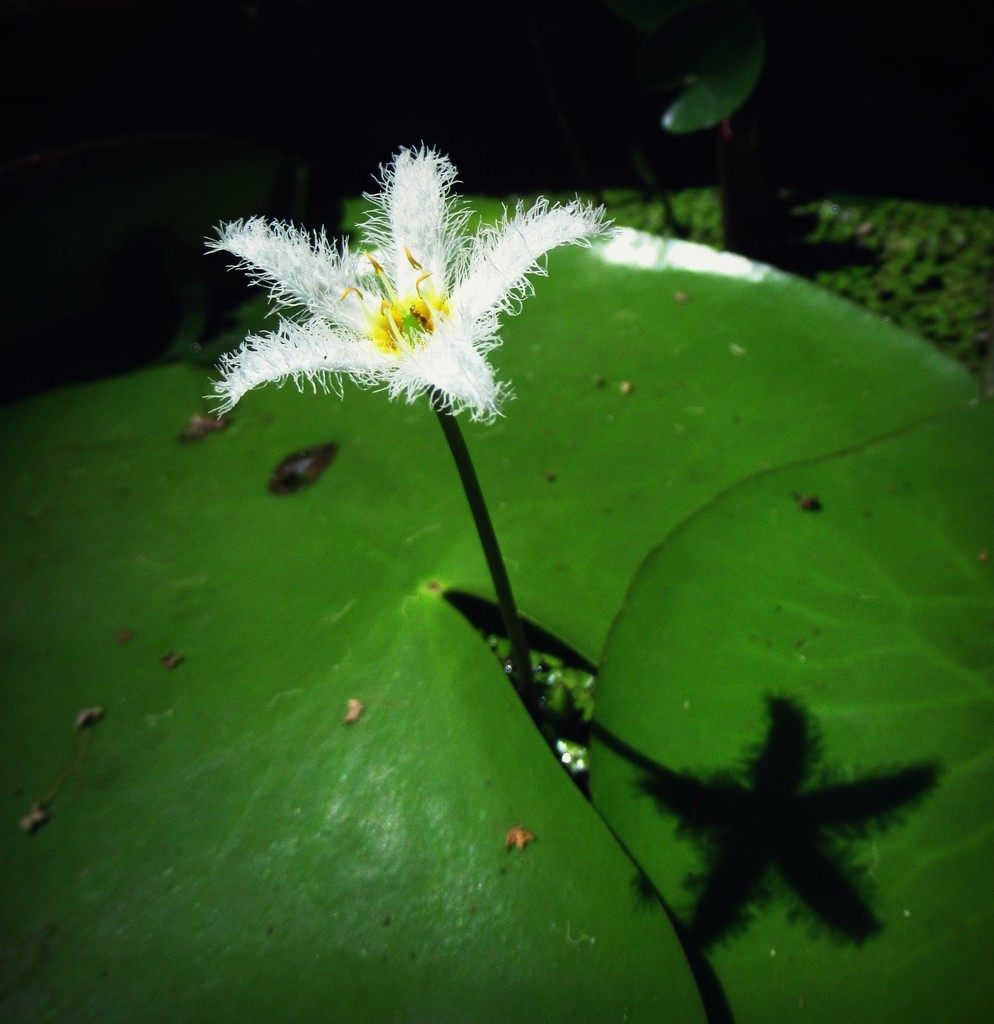 A tiny native water lily flower by robz