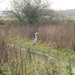Standing Heron by davemockford