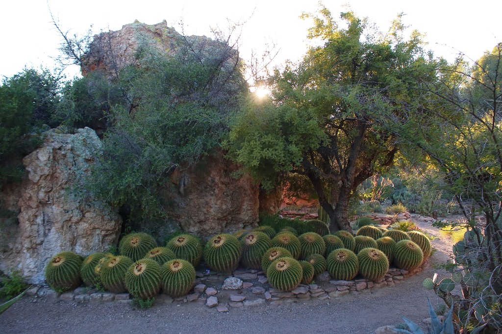 Barrel cactus  by blueberry1222