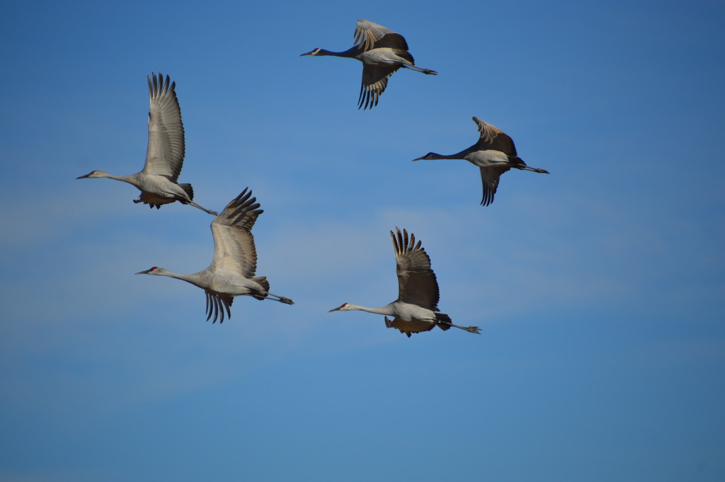 Sandhill cranes by bigdad