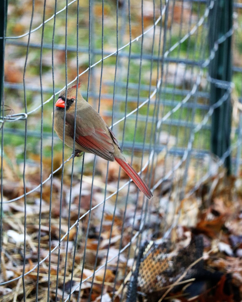 December 21: Cardinal by daisymiller