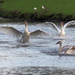 Swans Landing by philhendry