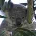 sleepy Krissy by koalagardens