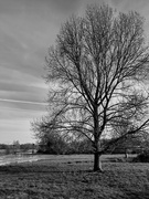 22nd Dec 2018 - Tree in Winter