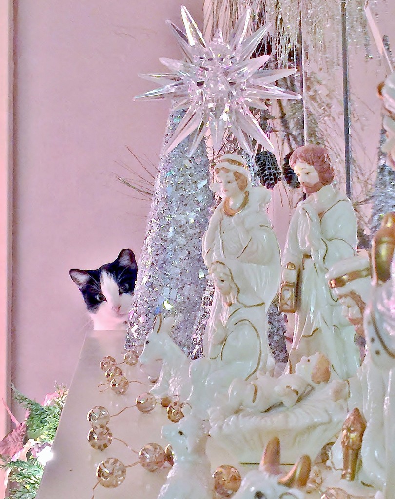 Cat Christmas by lynnz