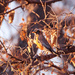 winter robin by aecasey