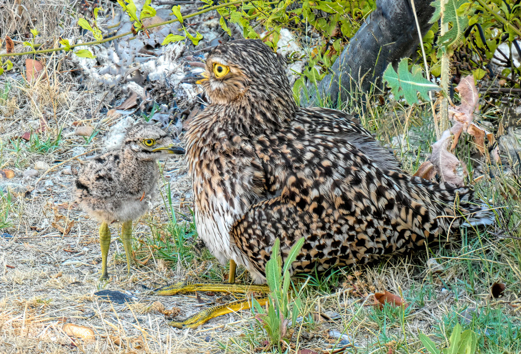 Dikkop Dad and chicks. by ludwigsdiana