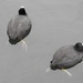 Coots by oldjosh