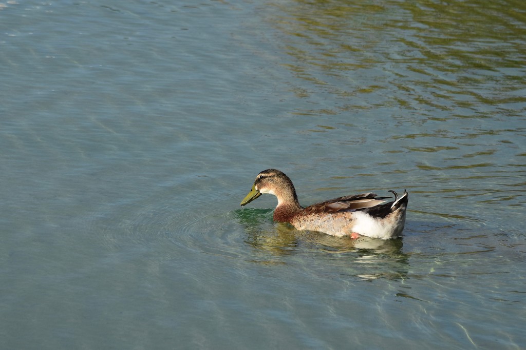 A Lonely Duck _DSC3365 by merrelyn