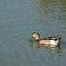A Lonely Duck _DSC3365 by merrelyn