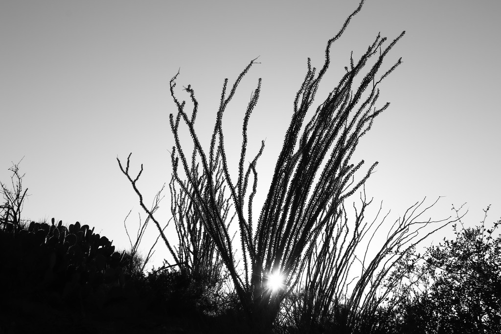 Ocotillo at sunset by blueberry1222