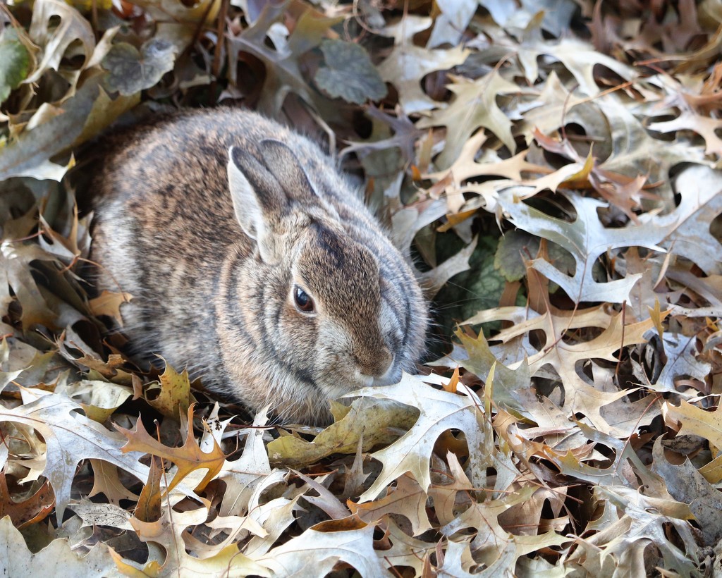 December 23: Winter Rabbit by daisymiller