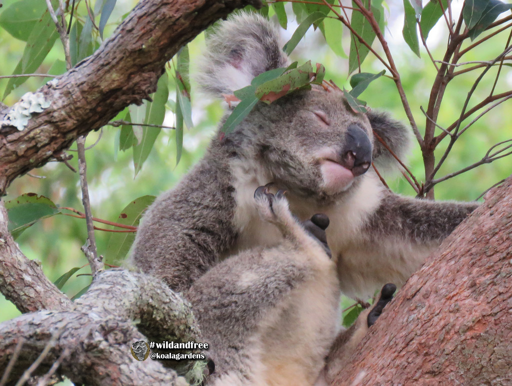 a quick brushing  by koalagardens