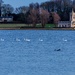 Seven Swans a Swimming  by rjb71