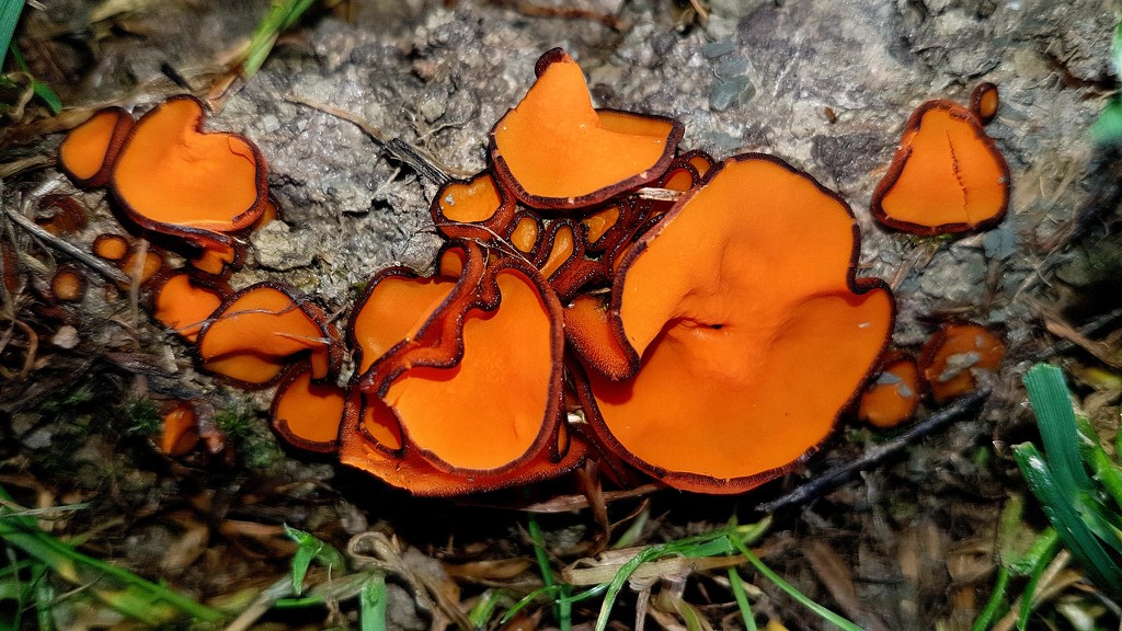 Orange peel fungus by julienne1