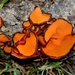 Orange peel fungus by julienne1