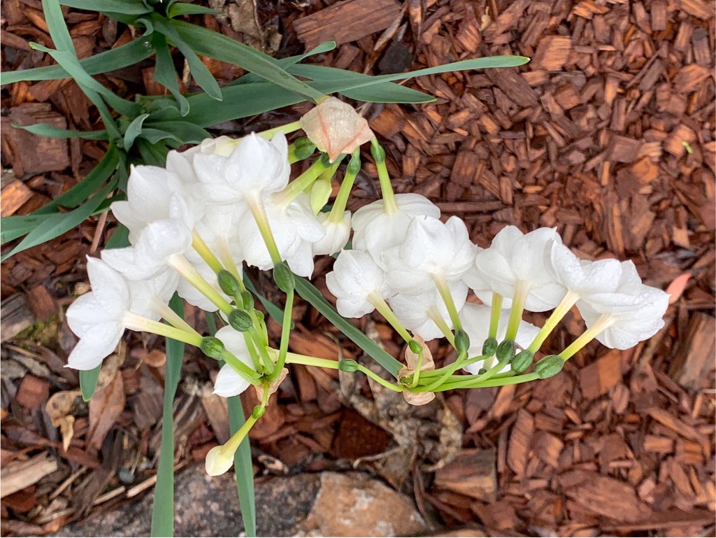 Bulbs in Winter by shutterbug49