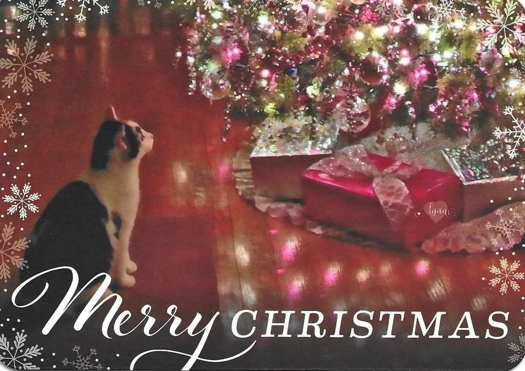 Wishing you a purrfect Christmas! Love to all of my 365 friends! by lynnz