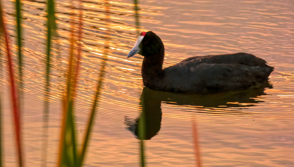 A lone Red Knobbed Coot by ludwigsdiana