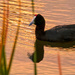 A lone Red Knobbed Coot by ludwigsdiana