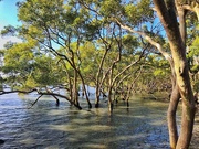 17th Dec 2018 - mangroves
