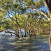 mangroves by corymbia