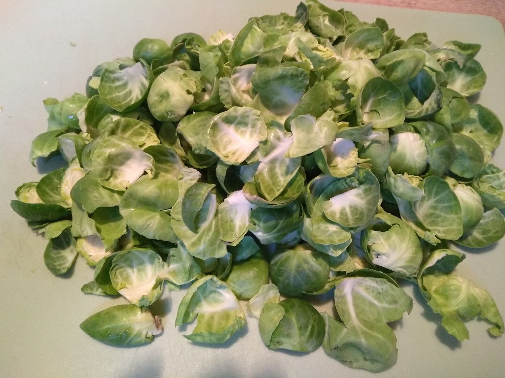 Sprouts done by clairemharvey