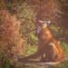 Maned Wolf by leonbuys83