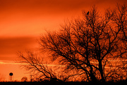 23rd Dec 2018 - Hawk, Tree, and Water Tower in Kansas Sunset