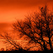 Hawk, Tree, and Water Tower in Kansas Sunset by kareenking